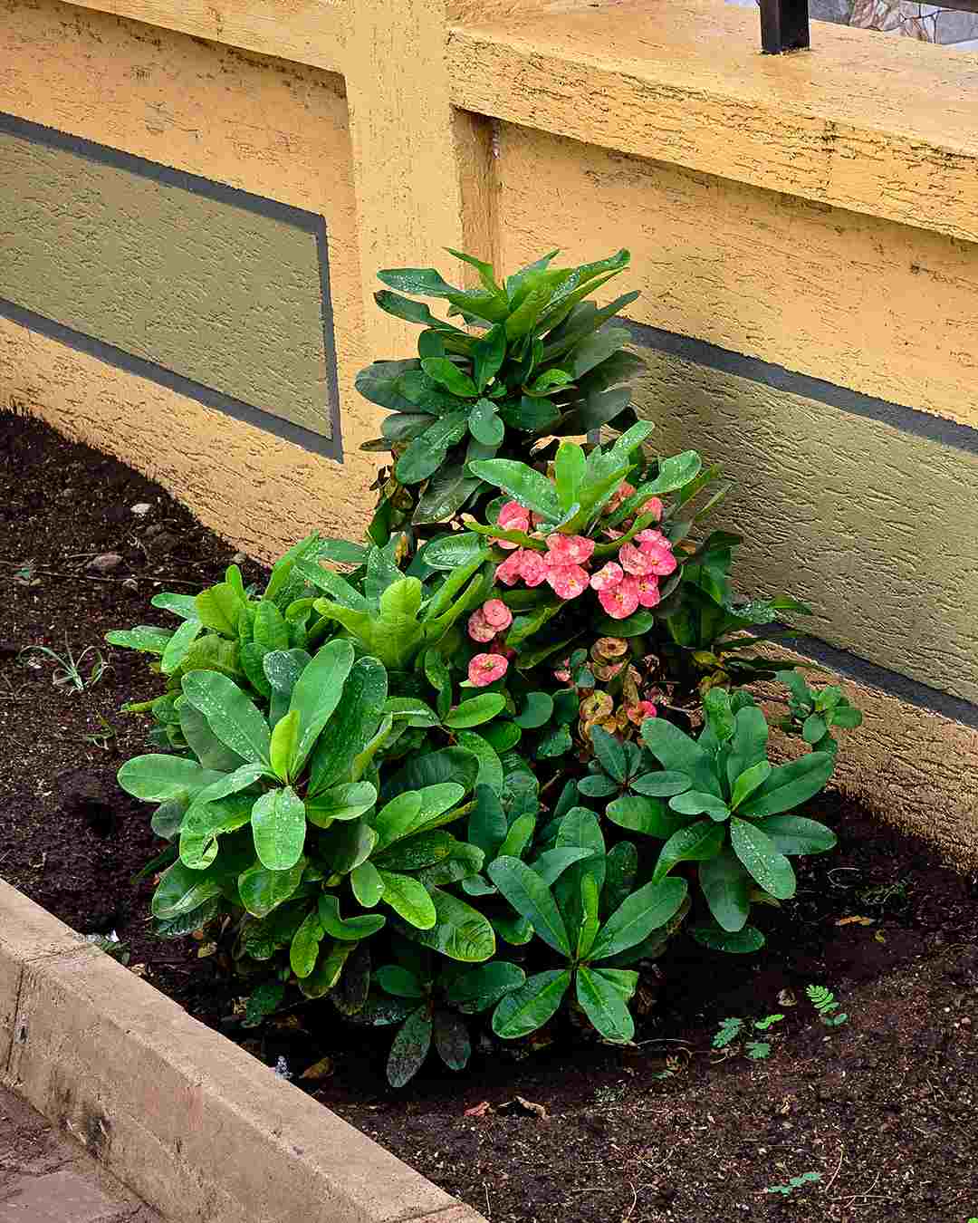 Kigongoni Gazella Hotel