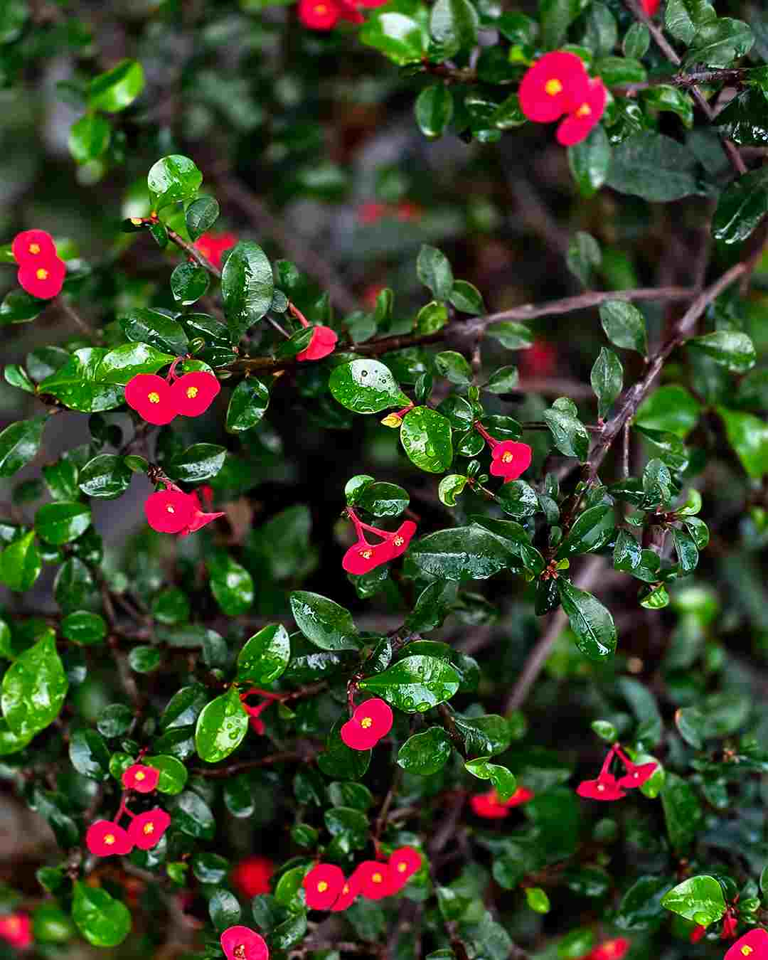 Kigongoni Gazella Hotel