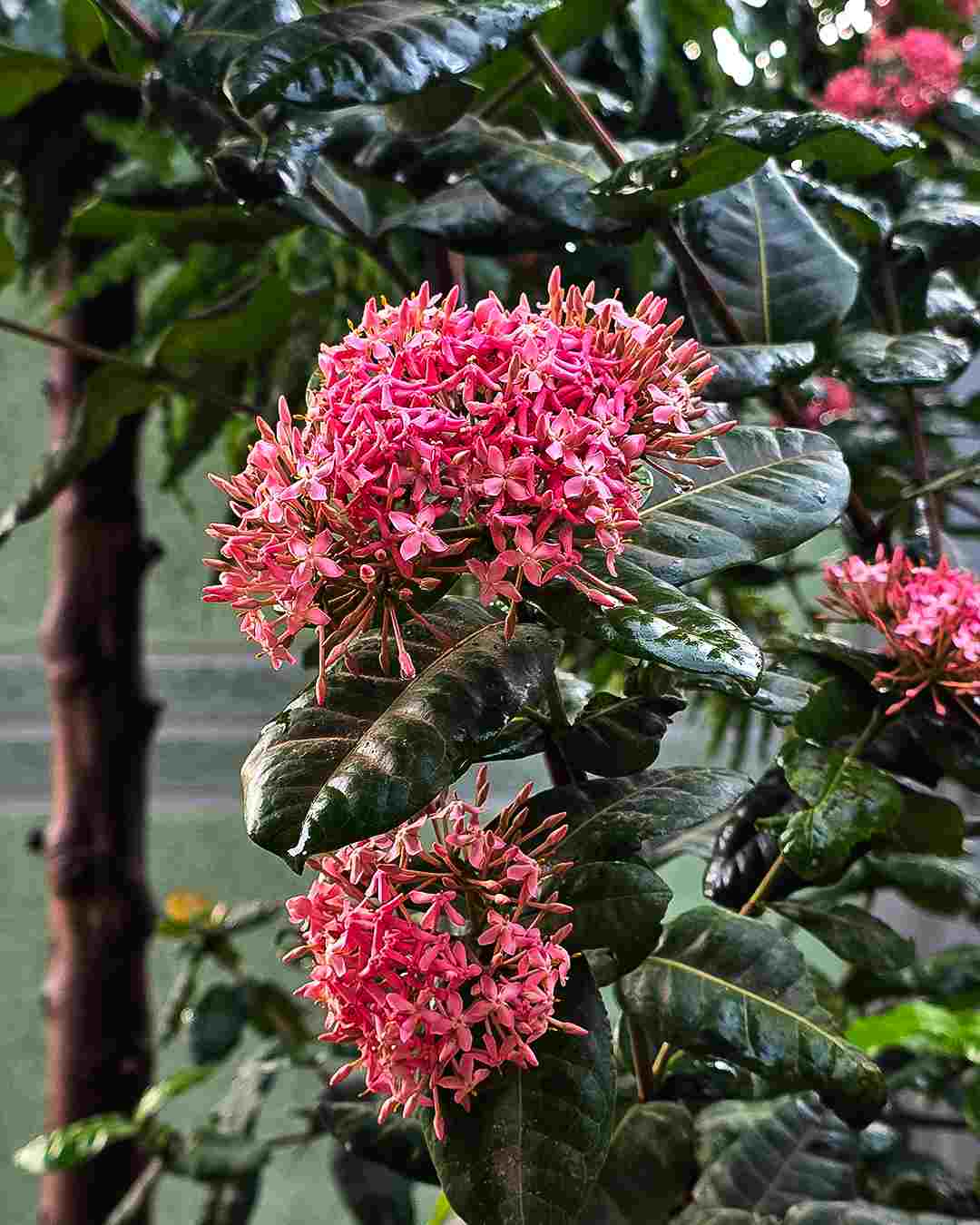 Kigongoni Gazella Hotel